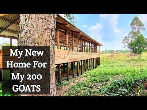 New Home For My 200 Goats | Kimd Farms Ug | 2023