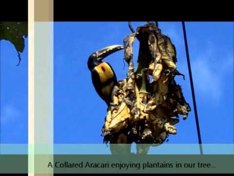 The Villa Hermosa- Collared Aracari/Toucan