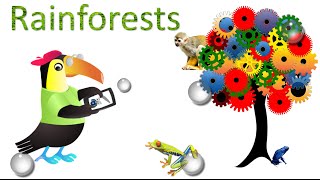 Rainforests- Incredible facts, sights and sounds for kids