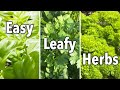 Easy Herbs for Beginners – Basil, Cilantro & Parsley