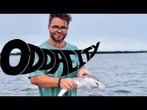 Behind The Band Oddacity - Ep. 7: Family Vacation
