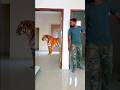 Sher Hamla Kar Diya Main To Dar Gya Free Fire Tiger Lion Viral