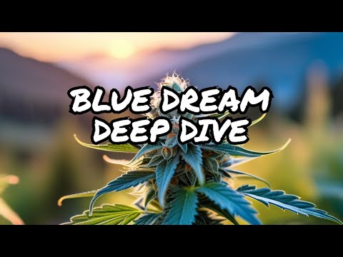 Blue Dream Cannabis Strain Review: What to Expect