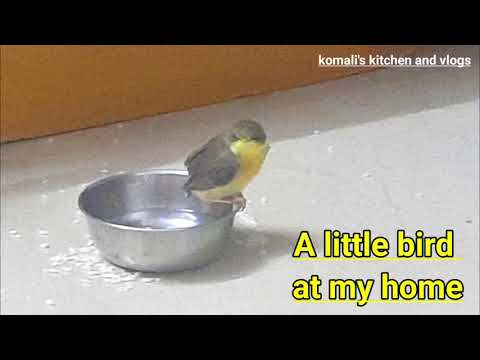 My Balcony Garden|Yellow-Red Capsicum|Beautiful Flowers|Sun rise