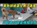 黃狗頭被罩住無法進食，只能跪在路邊嗚咽求救，最後結局讓人暖心