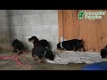 Rottweiler dogs for sale: Autumn - Video 1