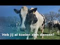 De koeiendans: ze kunnen ein-de-lijk weer naar buiten! | RTV Oost