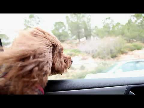 Dog in Car funny l Cute & Funny Dogs videos l Cute Dog Videos l Dog Video l Dog l Dog Funny Video l