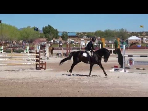 Contento RC 6Yr - Casall x Cor De La Bryere - Rancho Corazon - BDN Horses