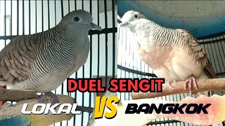 Download lagu ADU DUEL PERKUTUT LOKAL VS PERKUTUT BANGKOK mp3