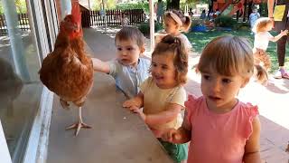 Curs 2021/2022. La Gallina i els pollets.