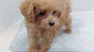 トイプードルの動画01