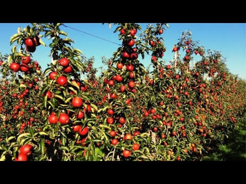Harvest Billions Of Cider Apples In America   American Apple Farming