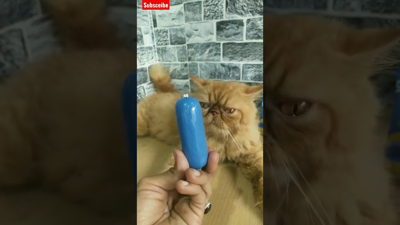 Watch video What I feed my cat | best cat food #thatlittlepuff #pets Now What I feed my cat | best cat food #thatlittlepuff #pets