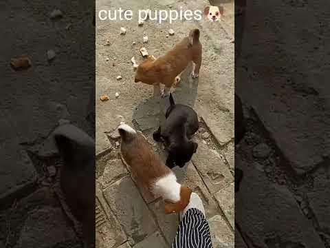 ei please 🙏 mujhpar attack mat karo  🤣😂🤣😂#ytshorts #dog #animallover #love