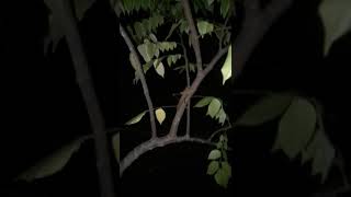 Download lagu SUARA BELALANG MALAM BERTASBIH mp3