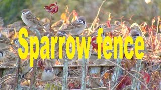 preview picture of video 'Kharkiv.Sparrow fence. (Воробьиный забор )'