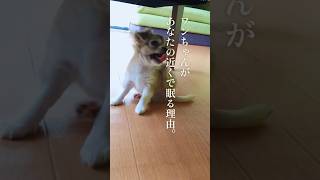 犬がそばで眠る理由に、心が少し温かくなった#30 #60代の暮らし  #犬のいる暮らし