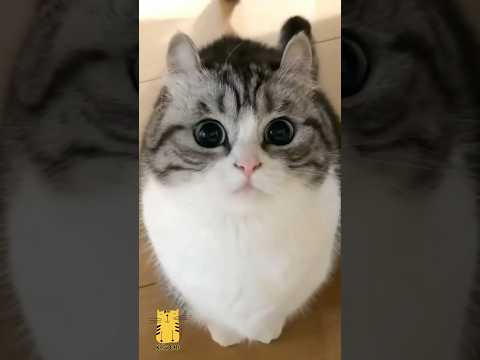 Funny Cat & Cute Kittens731😻 #shorts #kucing #kucinglucu #funny #pet #cat #foryou #viral #viralvideo