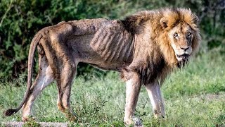 Top 10 Prey Animals That Left The Lion To Starve To Death - You Will Pity The Lion - PITDOG