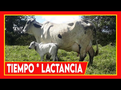 , title : '🔴 TIEMPO DE LACTANCIA ✅ EN VACAS LECHERAS #Cow'