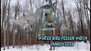 WINTER BIRD FEEDER WATCH MARCH 2026 #nature