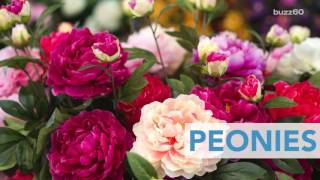 Best Flowers to Plant for Summer