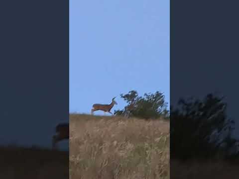California Deer Hunting