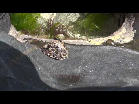 Bernique en mouvement