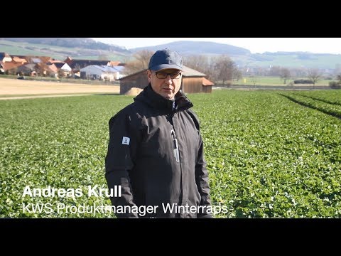 Aktuelle Situation im Winterraps – Bestandsbeurteilung von ALVARO KWS