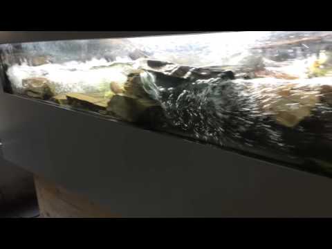 River tank in Panta Rhei (Germany)