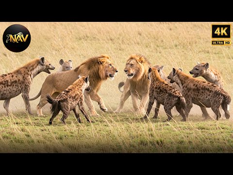 Rivalries in the Savage Empire | Savage Kingdom | Wild Animal Documentary