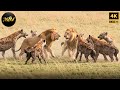 Rivalries In The Savage Empire Savage Kingdom Wild Animal Documentary