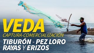 Veda captura y comercialización especies marinas