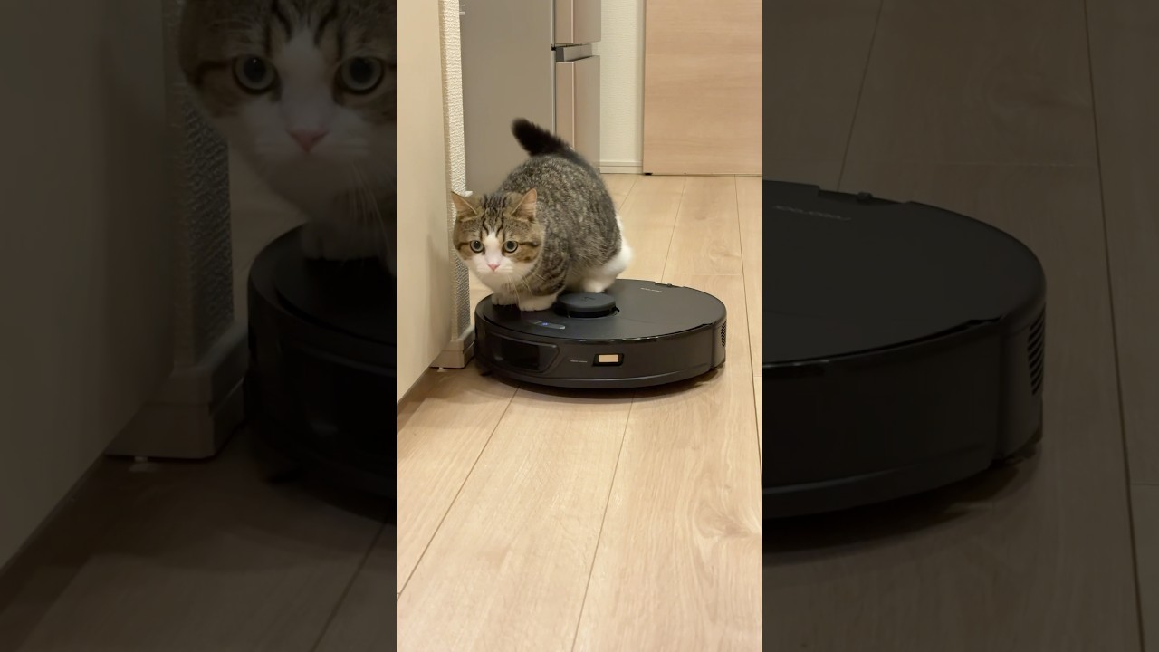 お掃除ロボットを乗りこなす子猫