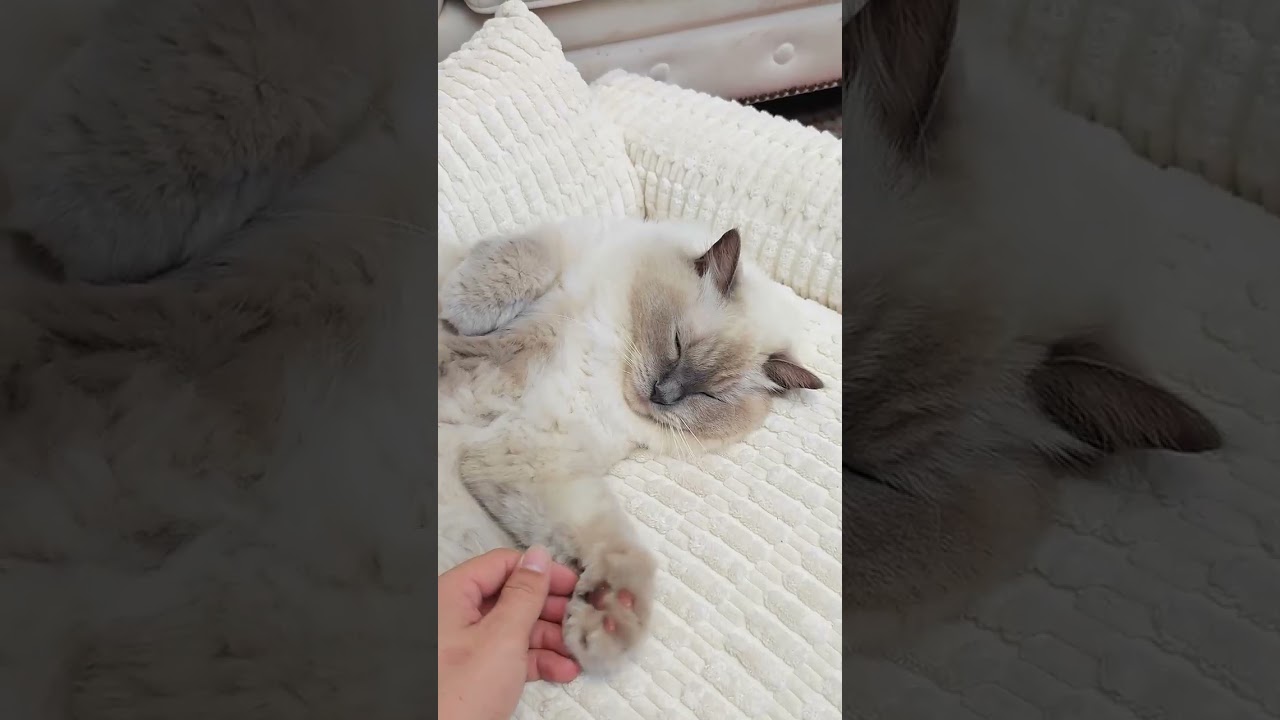 Wagsage Pet Sofa is worth your consideration. #petsupplies #cat #puppy #cute