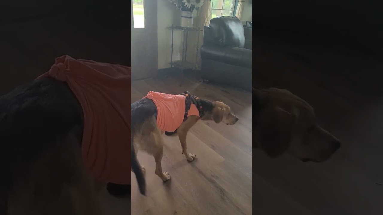 Peanut, a ADOPTABLE mixed breed in Blairstown, NJ video 6/6