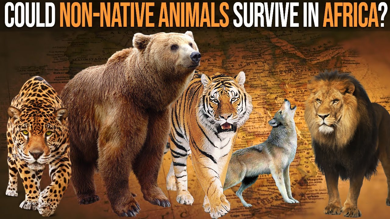 What Happens When Non-Native Animals are Introduced to Africa