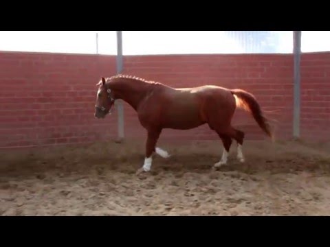 SEZUAN JR.  v SEZUAN - QUATERBACK - RUBINSTEIN