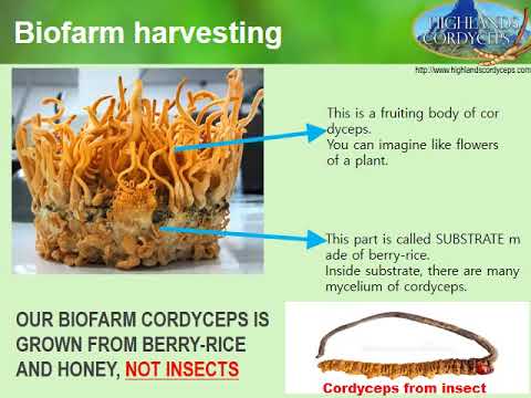 prostatitis cordyceps prostatitis cordyceps