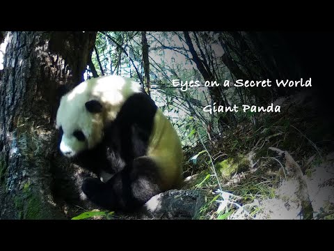 Eyes on a Secret World Ep1: Giant panda