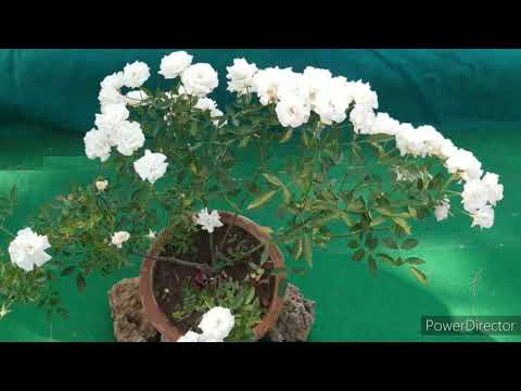 04 - KOTA FLOWERS SHOW 2020