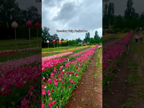 prettiest place 🌷#melbourne #travel #trending #trendingshorts