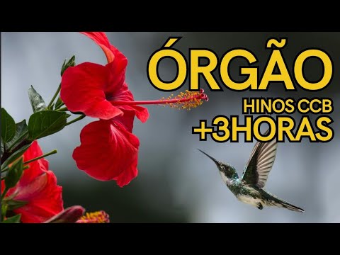 3 HORAS DE HINOS CCB Tocados em Comunhão para trazer Paz ao Lar