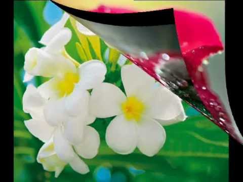 'Oiau e Keu Sei Mai 'E Au - Ha'ape 'o Tali'eva.