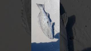 😱Rare Catch at the surf! Grouper! Surf Fishing