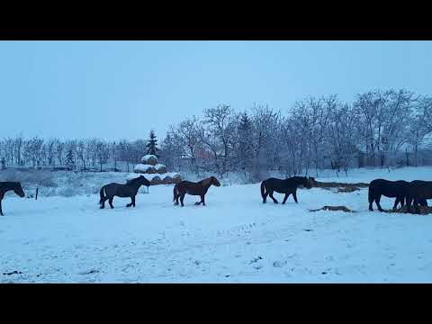 Armăsari tineret - ora mesei,  Herghelia Fitero