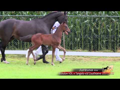 Jureusa - Etoulon VDL x Tangelo vd Zuuthoeve