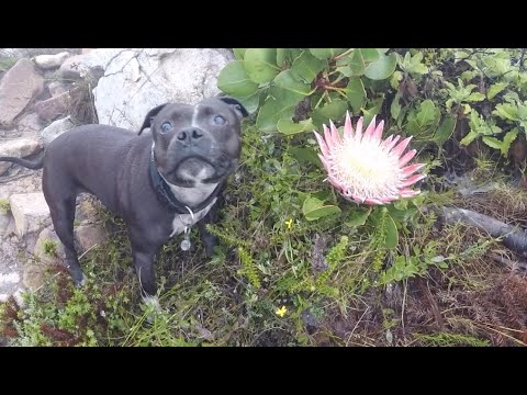 Chapmans Peak trail run