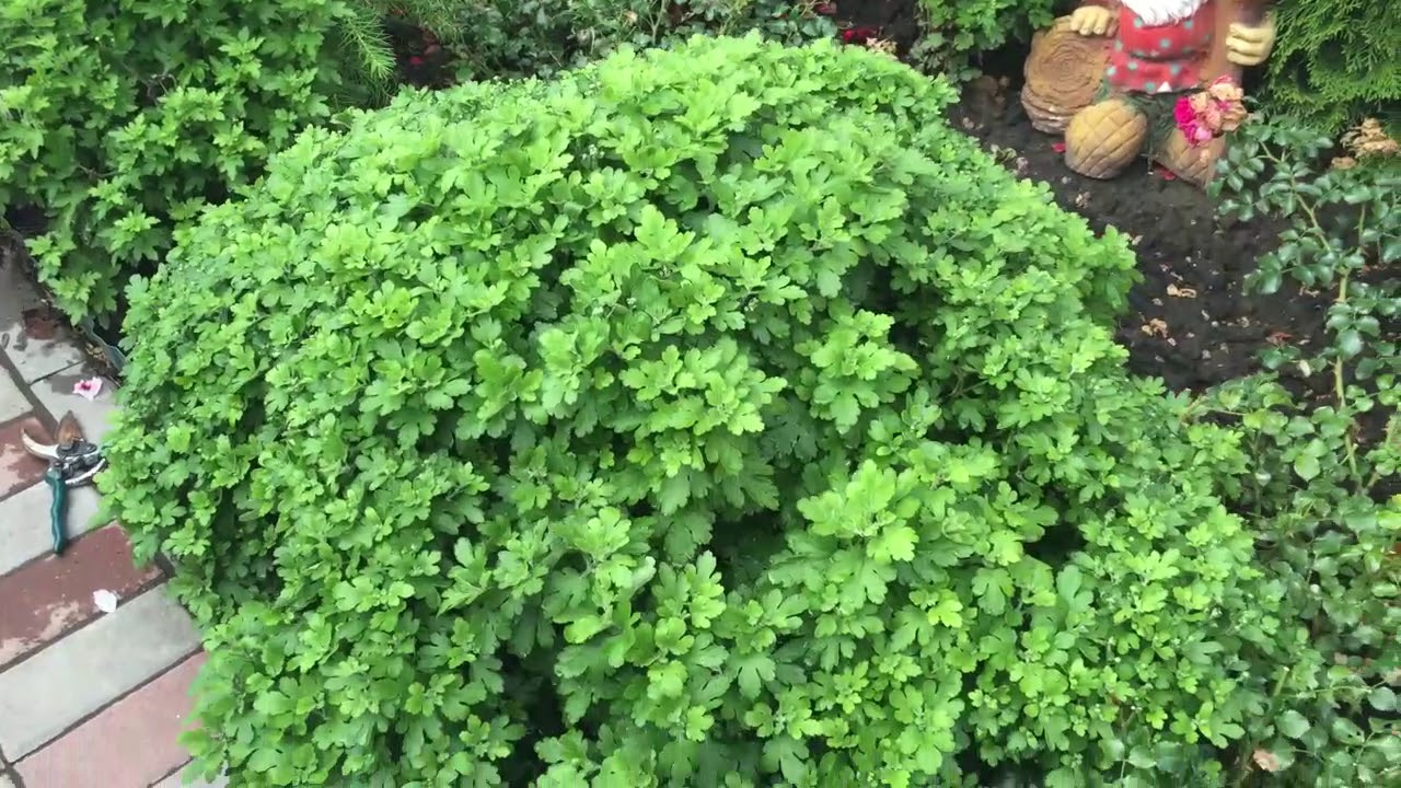 Ива Шаровидная